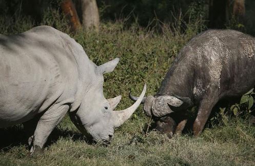 Clip: Trâu rừng húc nhau với tê giác