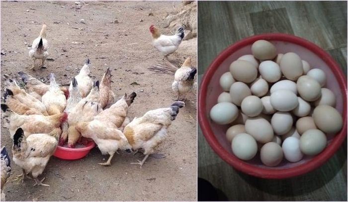 Cách nhận biết trứng gà tươi ngon, chất lượng tốt 