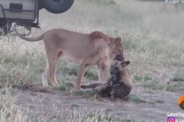 Bị sư tử ngoạm chặt, chó hoang dùng chiêu qua mặt, chạy thoát trong gang tấc