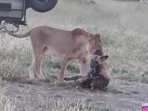 Bị sư tử ngoạm chặt, chó hoang dùng chiêu qua mặt, chạy thoát trong gang tấc