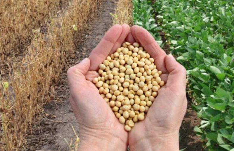 Uống đậu nành cần đặc biệt lưu ý kẻo 'rước bệnh' vào thân