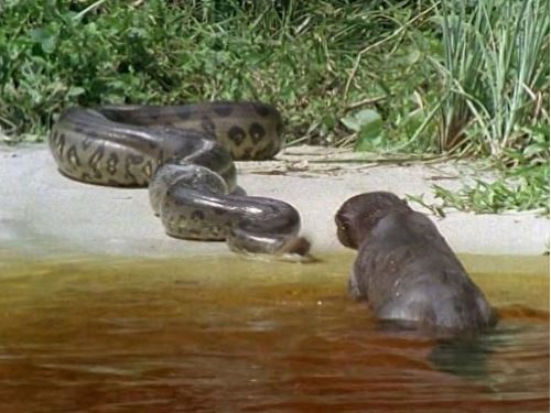 Clip: Đại chiến khốc liệt giữa báo đen và trăn khổng lồ