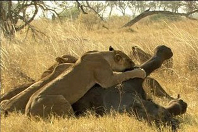 Bầy sư tử thể hiện sức mạnh, hạ sát voi rừng trong chớp mắt