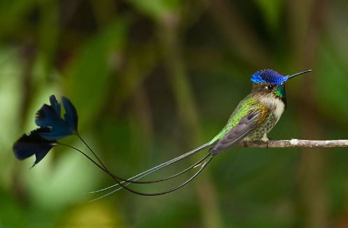 Vẻ ngoài lộng lẫy của loài chim ruồi bị đưa vào sách đỏ