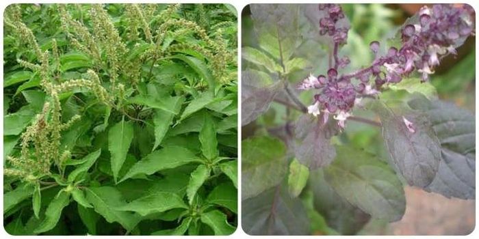 Cây hương nhu có tác dụng gì? 