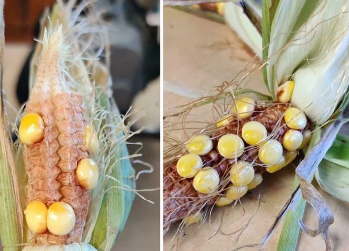 Loạt ảnh chứng minh không phải ai cũng có thể 'về quê nuôi cá và trồng thêm rau' 