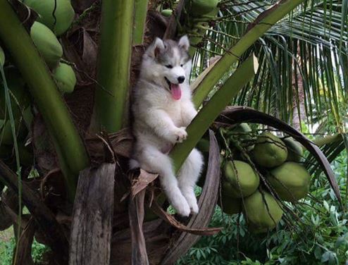 Những khoảnh khắc nghịch ngợm của đàn cún cưng