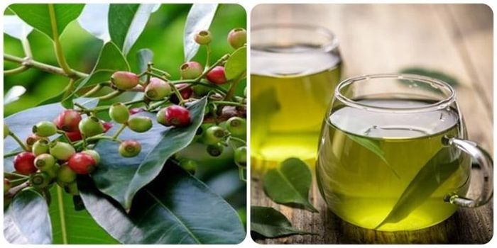 Tác hại của nước vối nếu uống sai cách, sai thời điểm 