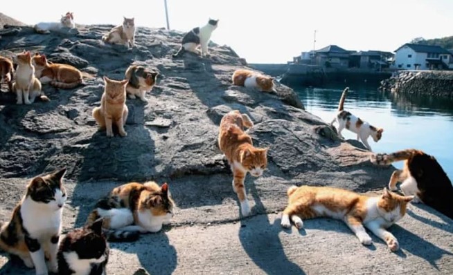 Thăm đảo Tashirojima - hòn đảo ở Nhật Bản nơi 'cư dân' chủ yếu là... mèo 