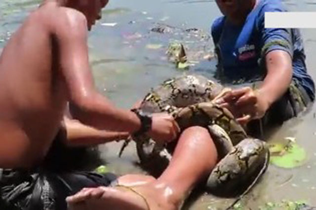 Suýt mất mạng vì bị trăn khổng lồ cuốn chặt khi lội dưới hồ sen