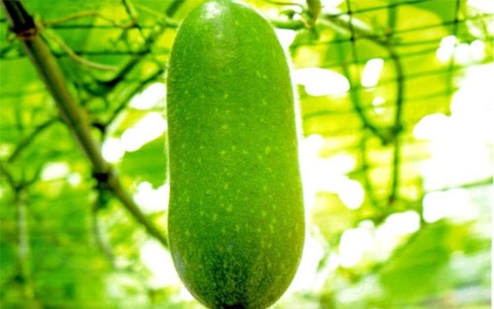 Công dụng bất ngờ từ bí đao không phải ai cũng biết - 1