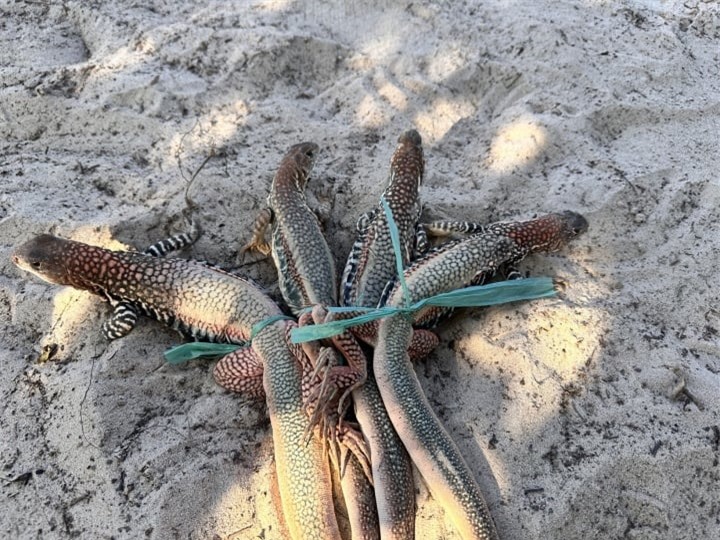 Đặc sản Bình Thuận được làm từ 'vua của sa mạc', nhìn thì sợ nhưng ăn là ghiền - 1