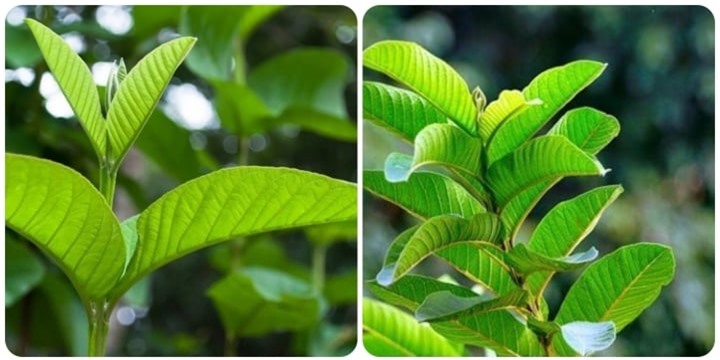 Tác dụng của lá ổi tươi - 1