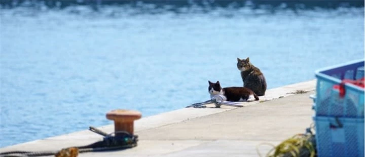 Thăm đảo Tashirojima - hòn đảo ở Nhật Bản nơi 'cư dân' chủ yếu là... mèo - 2