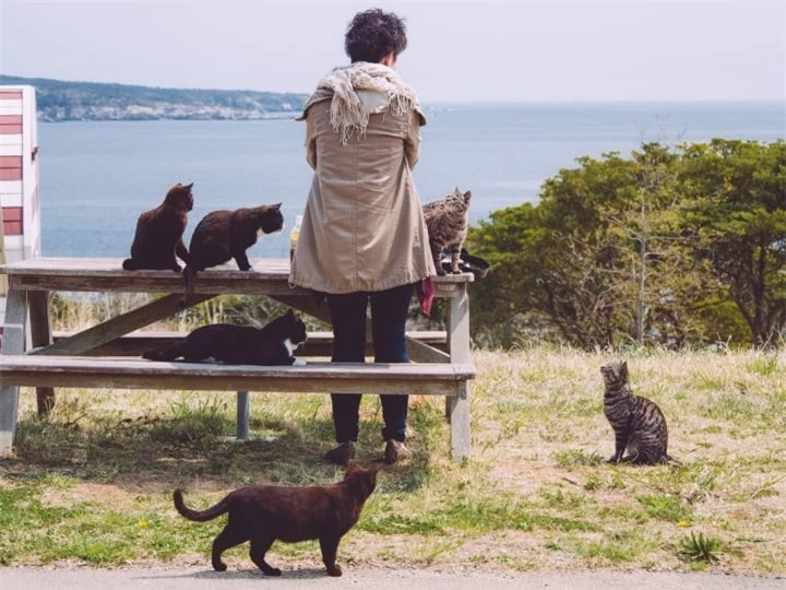 Thăm đảo Tashirojima - hòn đảo ở Nhật Bản nơi 'cư dân' chủ yếu là... mèo - 3