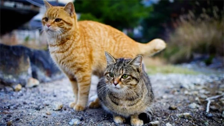Thăm đảo Tashirojima - hòn đảo ở Nhật Bản nơi 'cư dân' chủ yếu là... mèo - 4