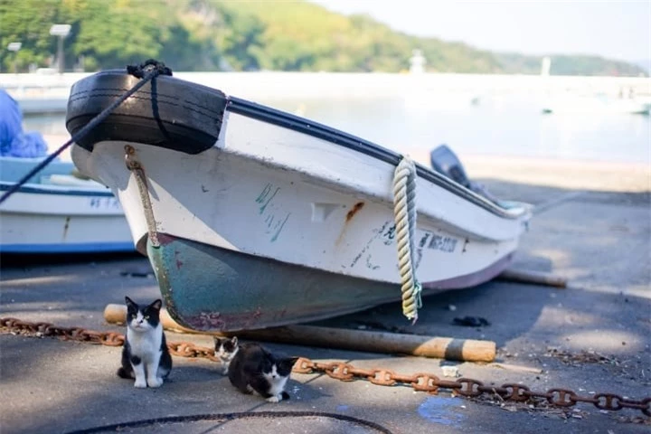 Thăm đảo Tashirojima - hòn đảo ở Nhật Bản nơi 'cư dân' chủ yếu là... mèo - 6