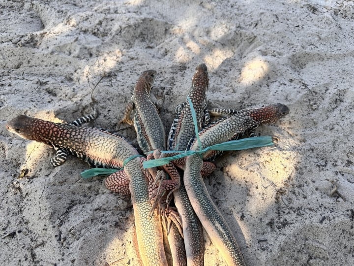 Đặc sản Bình Thuận được làm từ 'vua của sa mạc', nhìn thì sợ nhưng ăn là ghiền 