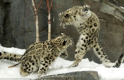 Màn biểu diễn “kung-fu cào cào” hài hước của báo tuyết