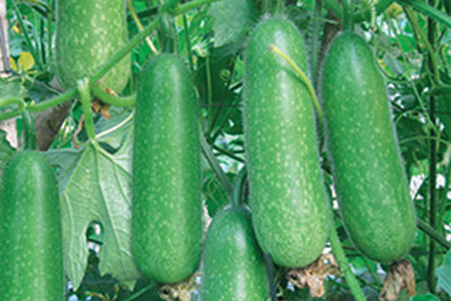 Bí đao lành tính nhưng những người này cần hạn chế