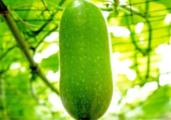 Công dụng bất ngờ từ bí đao không phải ai cũng biết