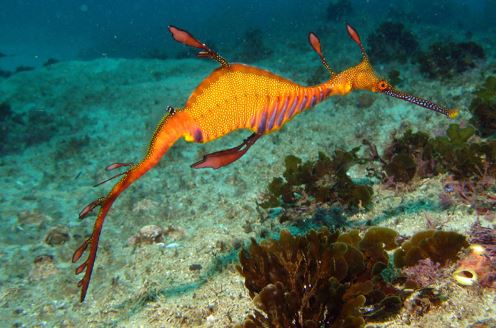 Vẻ ngoài lạ lẫm của loại cá bị đưa vào sách đỏ