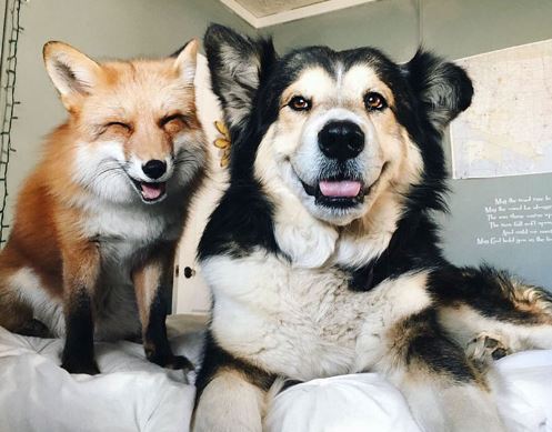 Khoảnh khắc tuyệt vời của chó và cáo đỏ