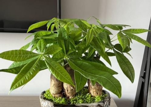 Trồng cây kim ngân chỉ cần nhớ quy tắc “3 không”, không lo lá úa vàng, cây xanh tốt quanh năm