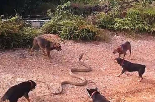 Clip: 5 chú chó kịch chiến với rắn hổ mang chúa