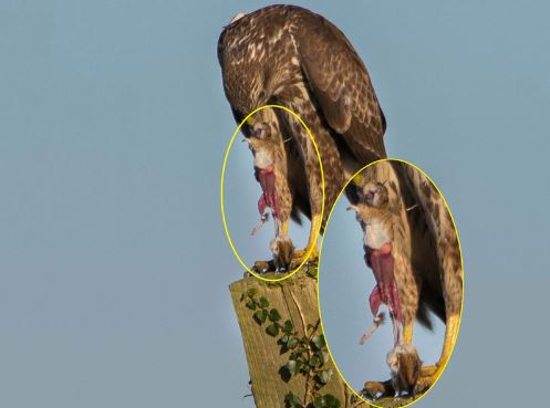 Rợn người trước màn lột da chuột của đại bàng