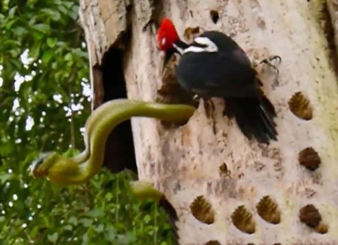 Clip: Chim gõ kiến kịch chiến với rắn độc khổng lồ