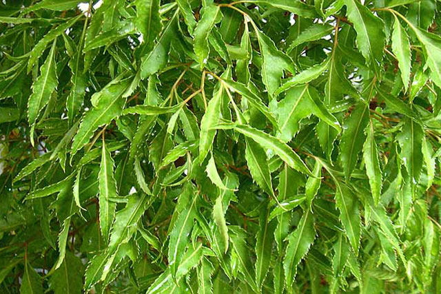 Tác dụng của lá đinh lăng tươi