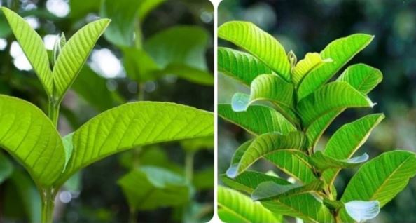 Tác dụng của lá ổi tươi