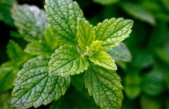 Công dụng không ngờ của lá tía tô đất mà người Việt ít dùng