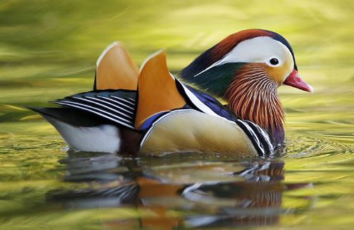 Ngắm bộ lông sặc sỡ của chim uyên ương