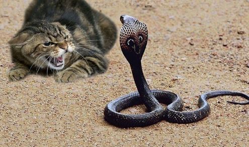 Clip: Những màn giao chiến giữa mèo với rắn