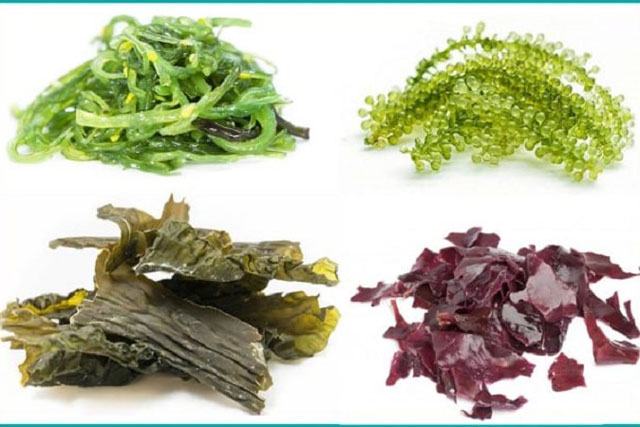 Những người không nên dùng tảo biển
