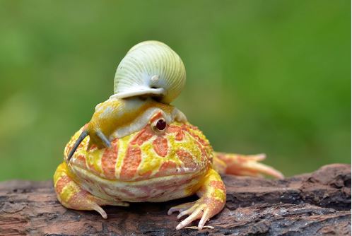 Ốc sên vô tư “âu yếm” ếch kiểng Pacman giữa ban ngày