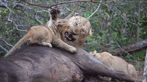 Sư tử mẹ nổi đóa đánh con nhỏ vì bị giành ăn