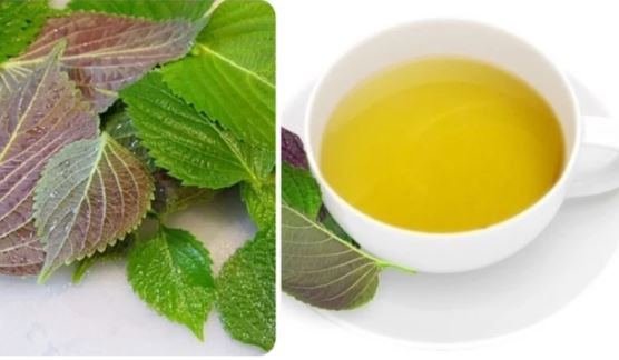 Lá tía tô có tác dụng gì?