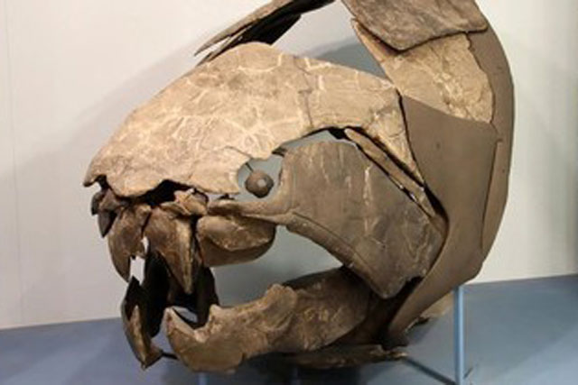 Kinh dị “hàm răng biết bơi” 358 triệu tuổi: Một miếng cắn bay 23 kg thịt