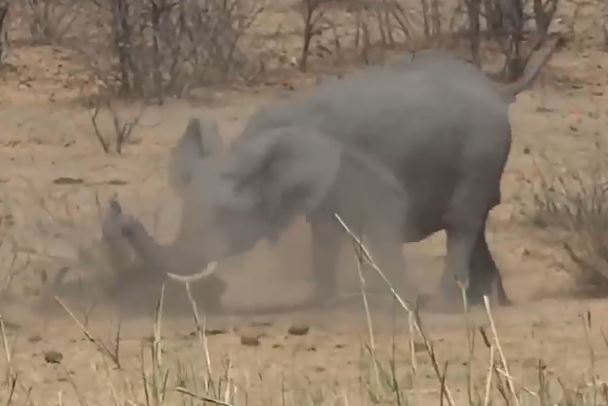 Xem voi rừng nhấc bổng, quăng quật trâu rừng đến chết