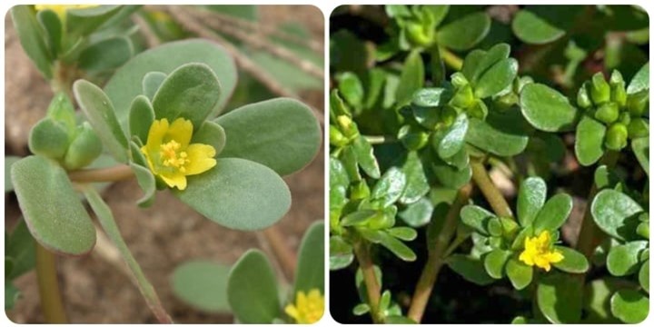 Cây rau sam có tác dụng gì? - 1