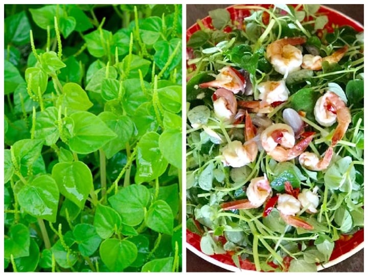 Loại rau từng bị coi là cỏ dại ở Việt Nam, nhưng trên thế giới là vị thuốc quý - 1