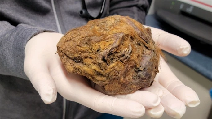 Sự thật về xác ướp yêu tinh” 30.000 năm không tan rã trong mỏ vàng - Ảnh 1.