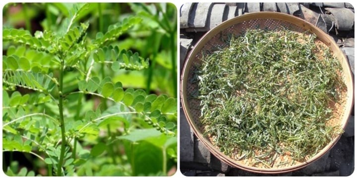 Tác dụng của cây chó đẻ răng cưa - 1