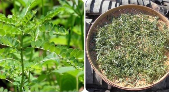 Tác dụng của cây chó đẻ răng cưa