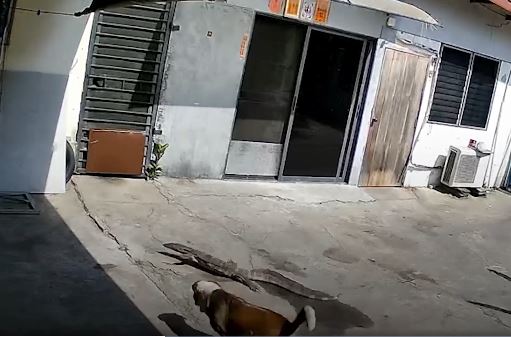 Chó ra sức ngăn chặn thằn lằn đột nhập nhà dân