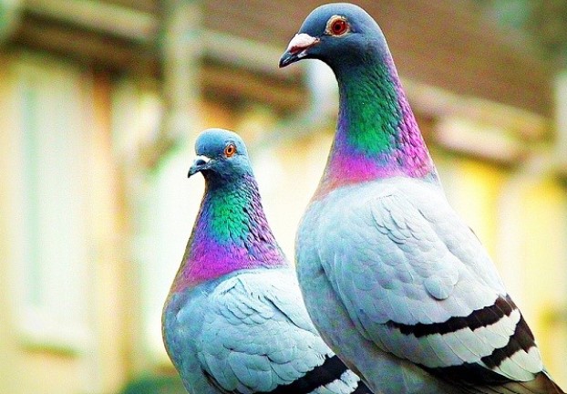 Khám phá loài chim thông minh của thế giới động vật