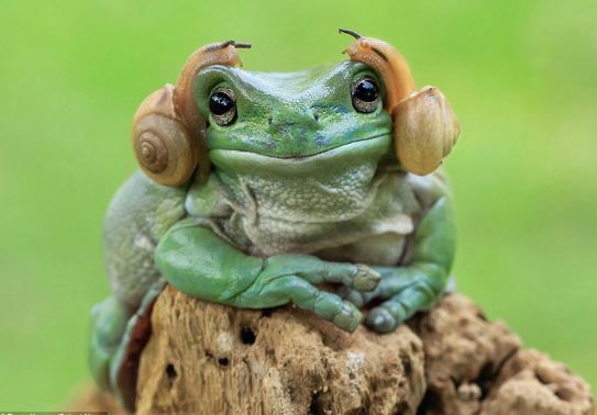 Ếch xanh bị hai con ốc sên “đè đầu cưỡi cổ”